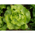 High Quality Hybrid F1 Green/Purple Red Creamy Butter Head Leaf Lettuce Seeds For Growing